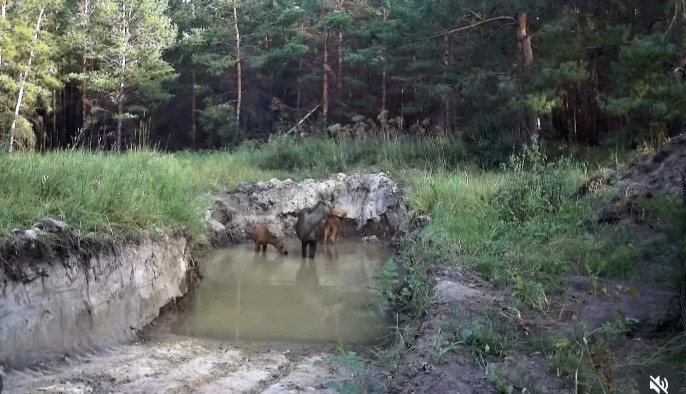 В фотоловушку природного резервата «Ертіс орманы» попал лось, ведущий за собой двух лосят.