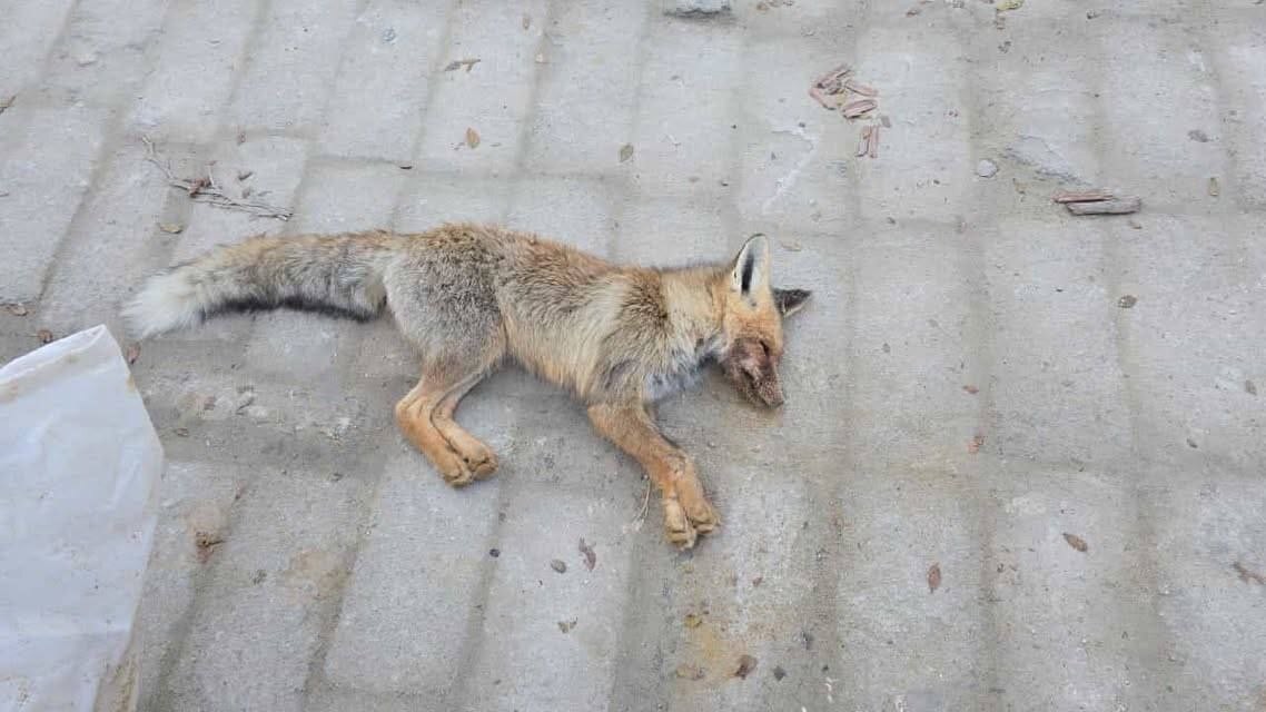В Мангистауской области дикий лис напал на школьниц