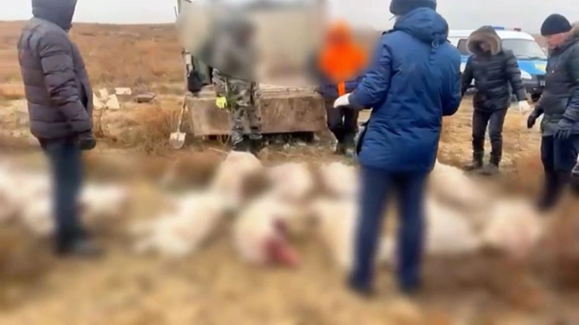 В Актюбинской области браконьеры перевозили 14 туш сайгаков