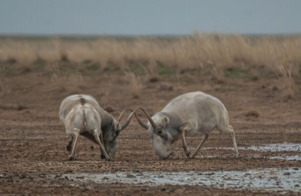 В Кызылорде правозащитник осужден за браконьерство сайгаков