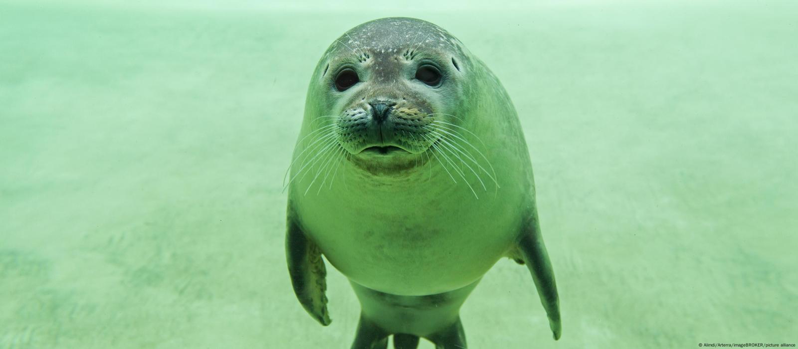 Стала известна причина массовой гибели тюленей в Мангистау