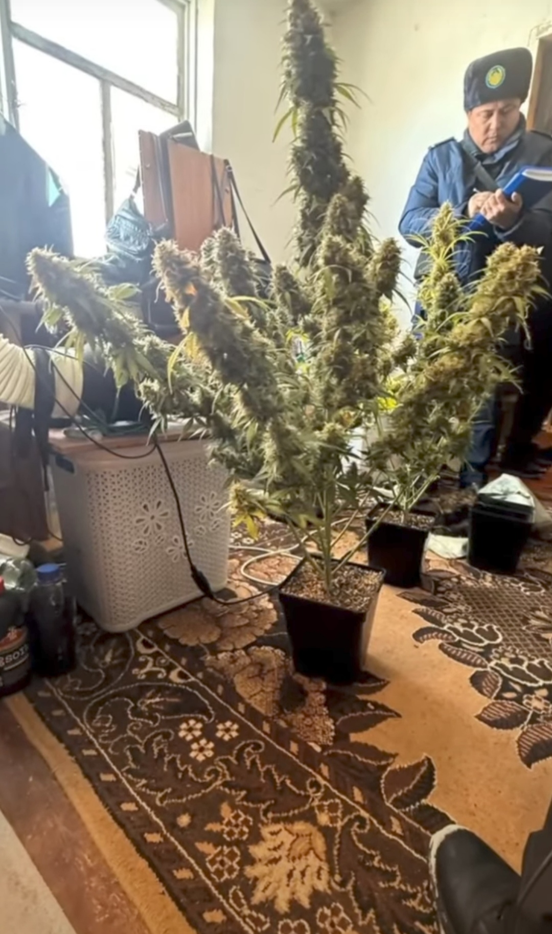 Житель Алматинской области вырастил наркотические растения у себя дома.