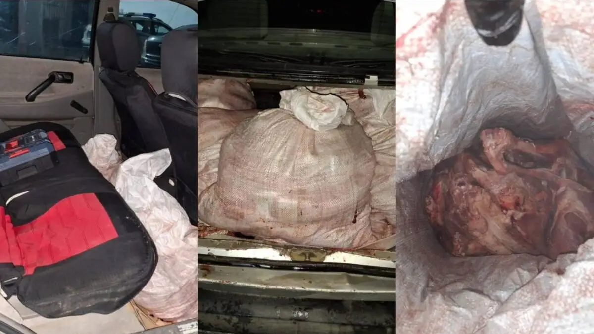 В Кызылординской области у браконьера изъято 14 мешков мяса сайгака