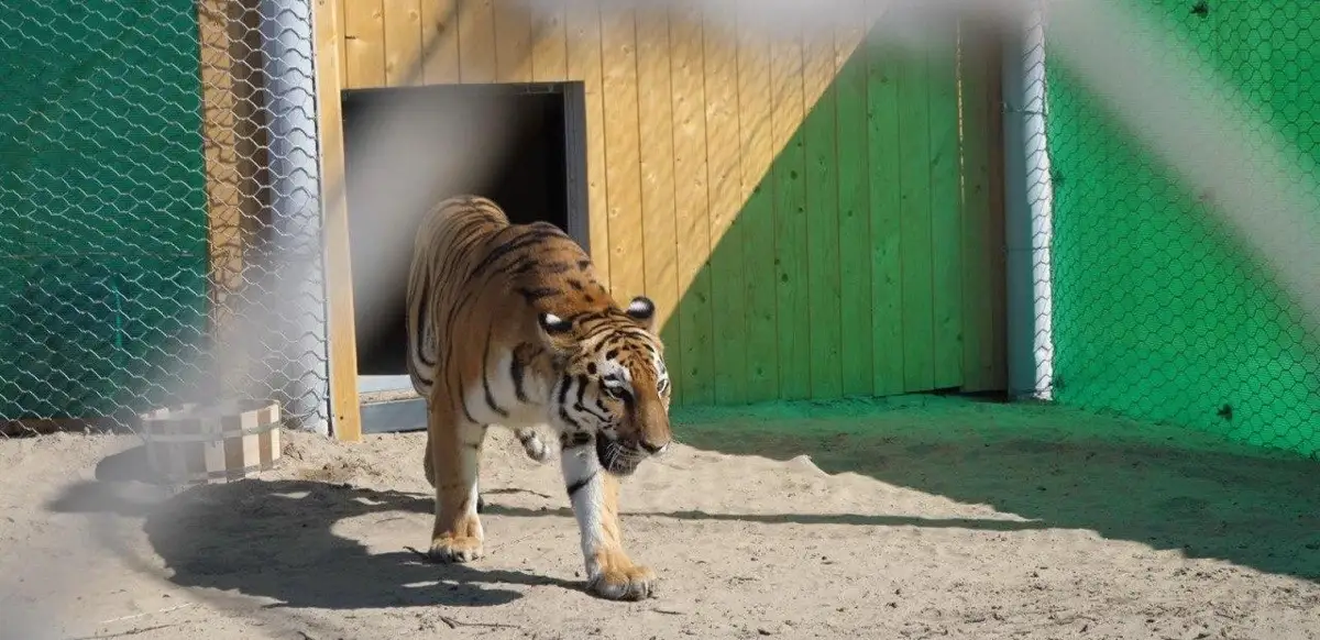 В нашей стране может появиться первое потомство амурских тигров