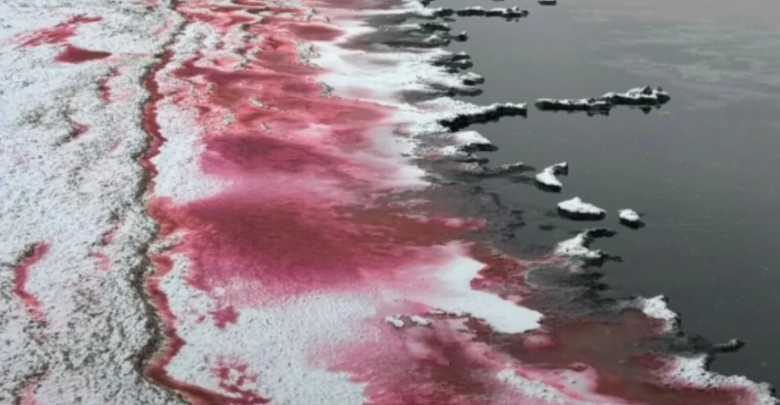 Каспий окрасился в красный цвет: что говорят экологи