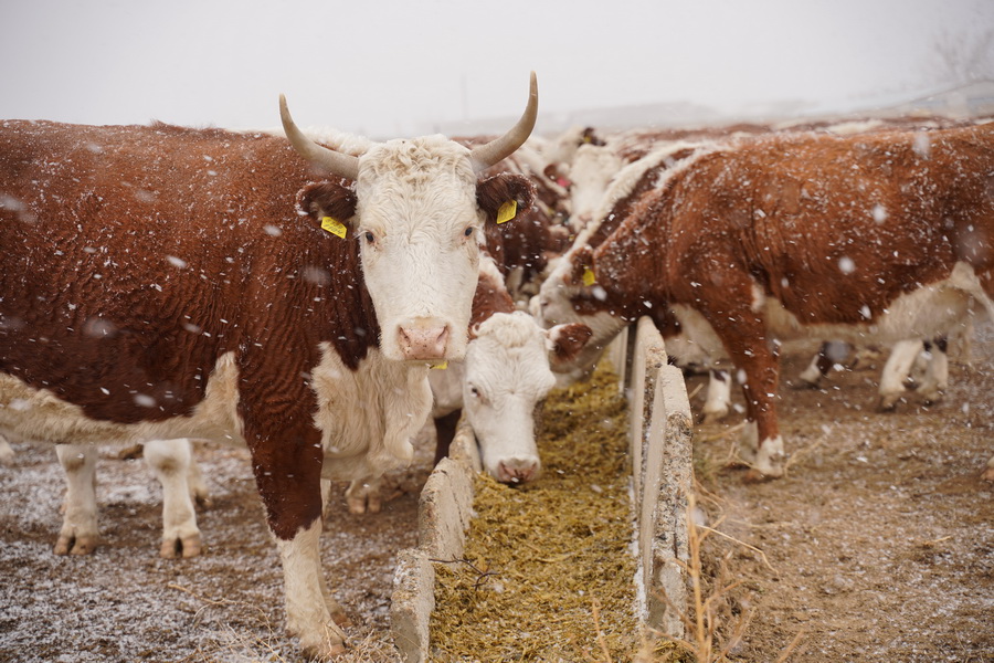 В Актюбинской области объявлен карантин