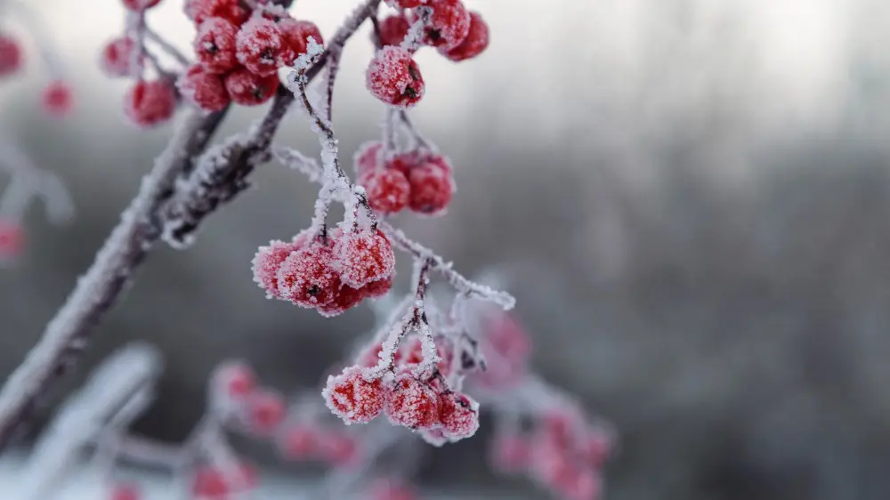 Какая погода ожидается в Казахстане в ближайшие дни?