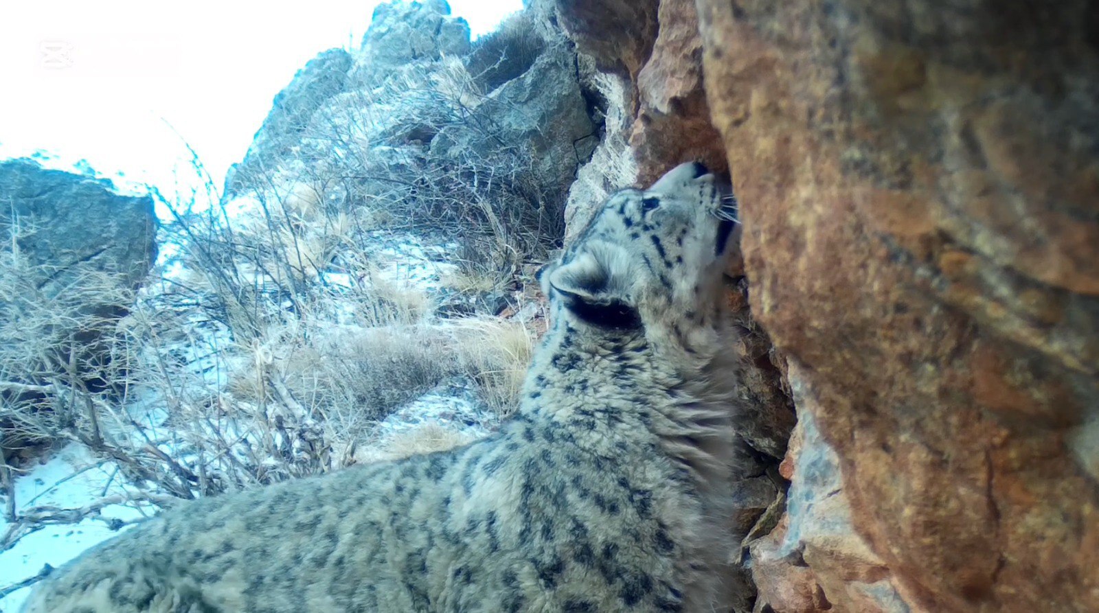 В Сайрам-Угамском национальном парке снежный барс снова попал в фотоловушку