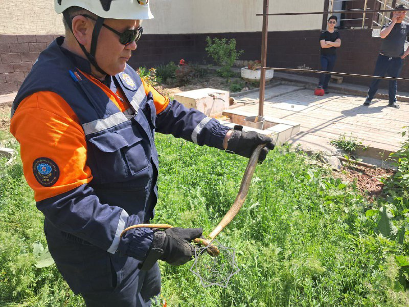 Сотрудники ЧС спасли жителей от змей