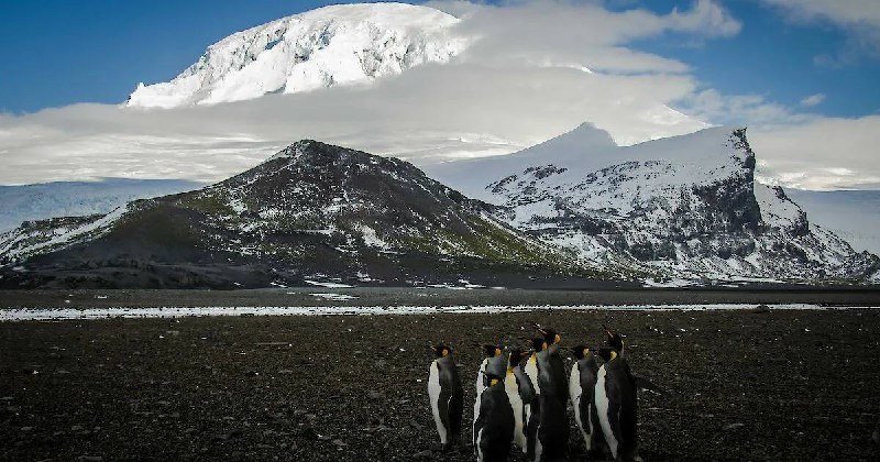 США ввели пошлины против «Пингвиньих островов» в качестве способа обойти их.