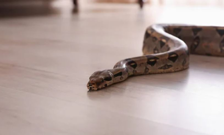 В жилом доме в городе Алатау обнаружены две змеи