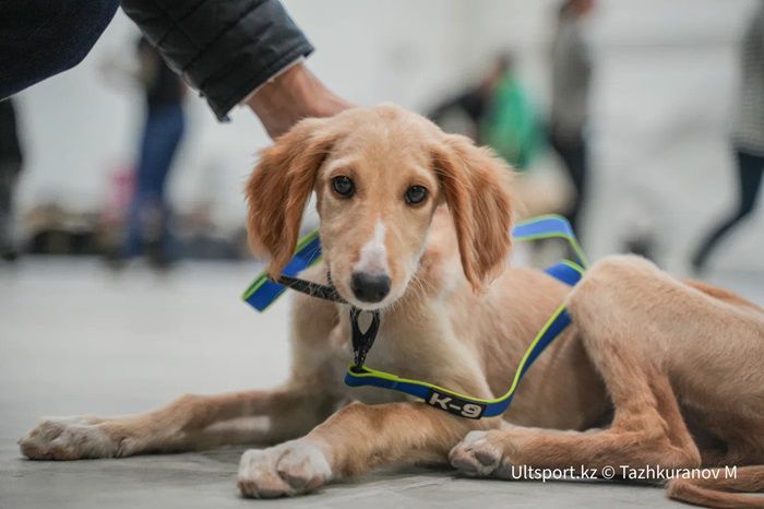Казахскую борзую необходимо превратить в символ беркута.