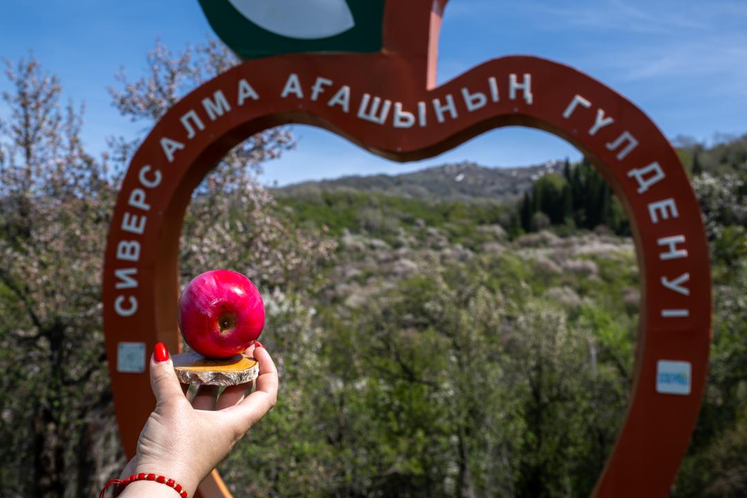 В Иле-Алатау появится новый туристический маршрут: яблоневый сад Сиверса