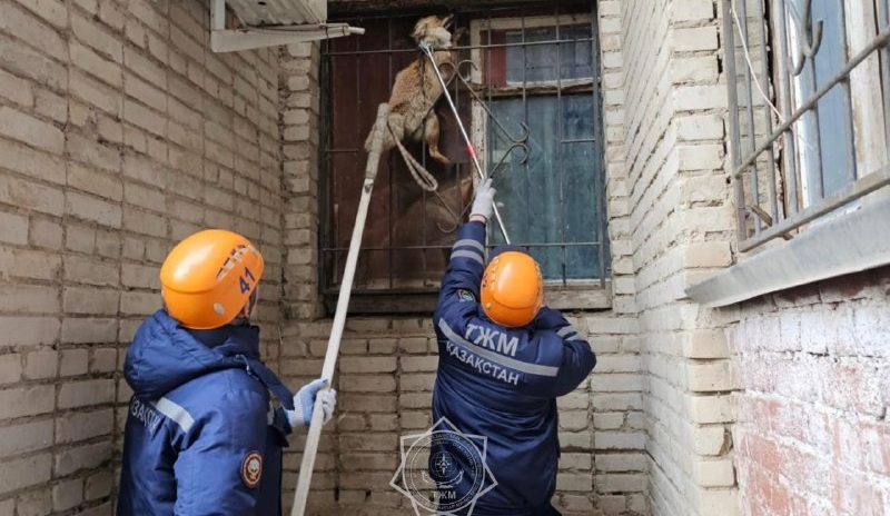 В Уральске спасатели спасли лису