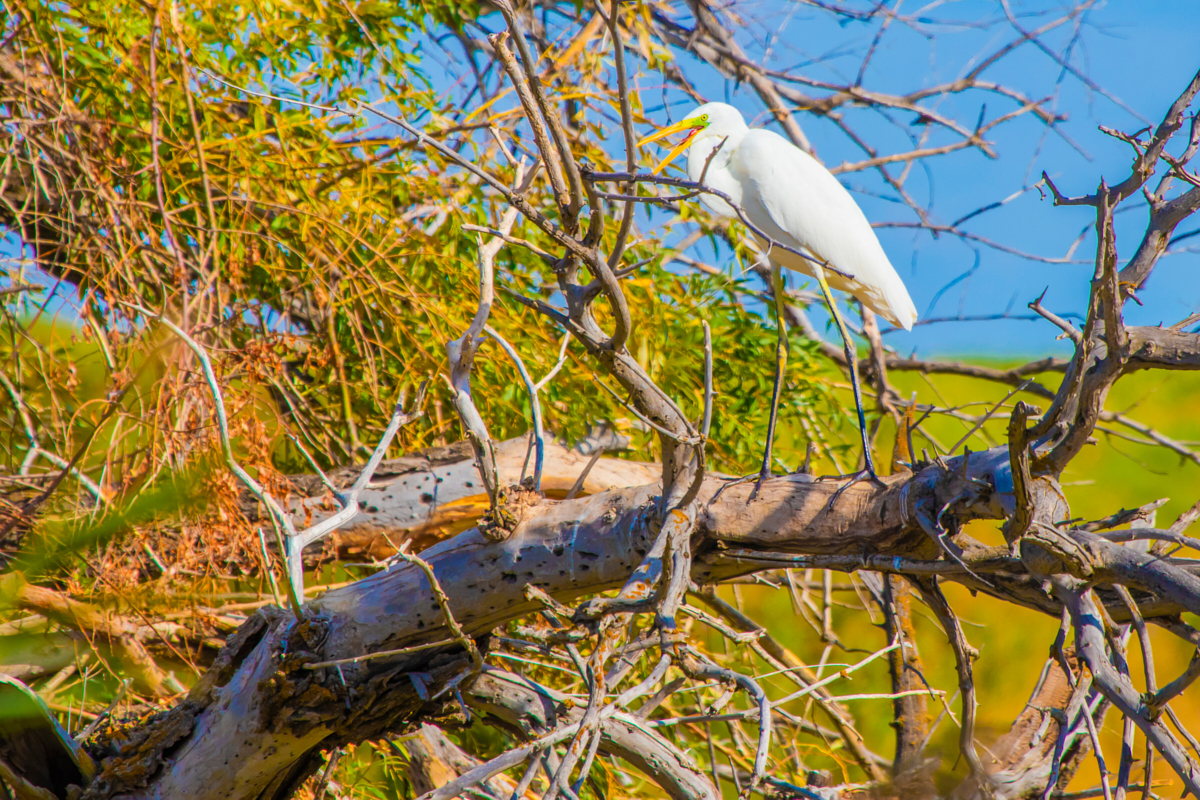 Сколько птиц обитает в казахской степи?