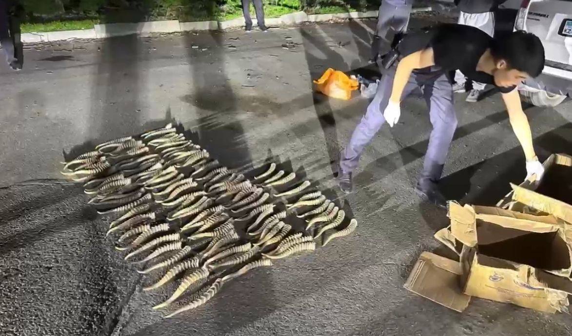 В Жетысуской области задержан житель, пытавшийся продать более 300 рогов сайгака