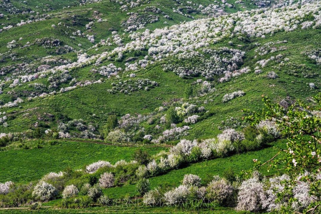4 тысячи гектаров: цветение яблонь Сиверса в национальном парке Джунгарский Алатау