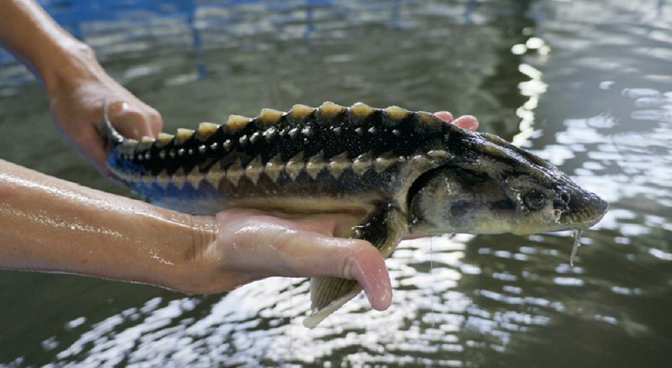 У жителя Жанаозена изъяли 508 кг осетровой рыбы