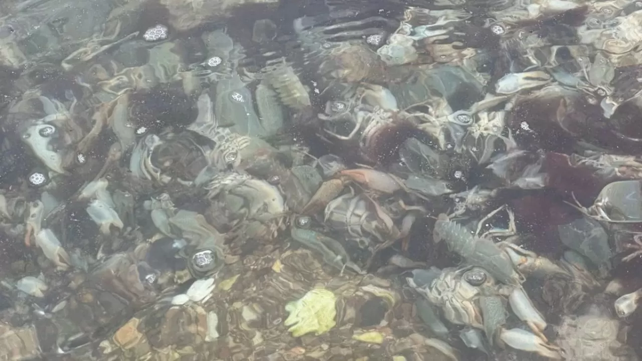 В Каспии наряду с тюленями гибнут и раки.