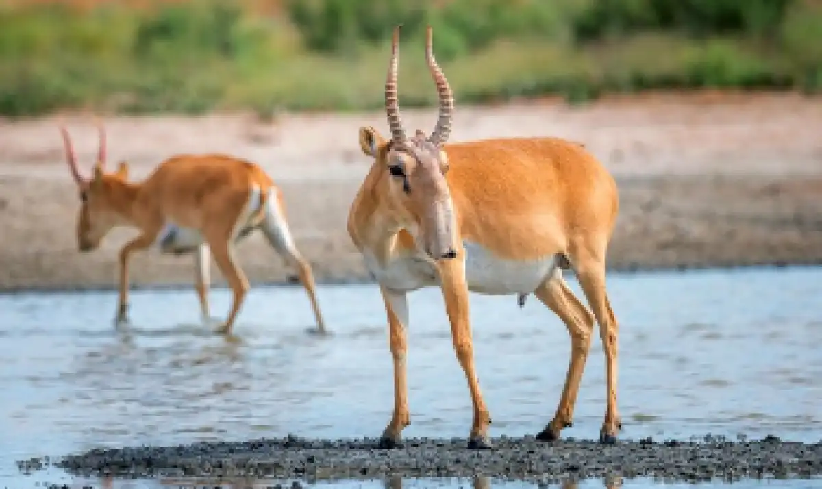 Киіктің киесі: Қорғаймыз деп қорлап жатқан жоқпыз ба?