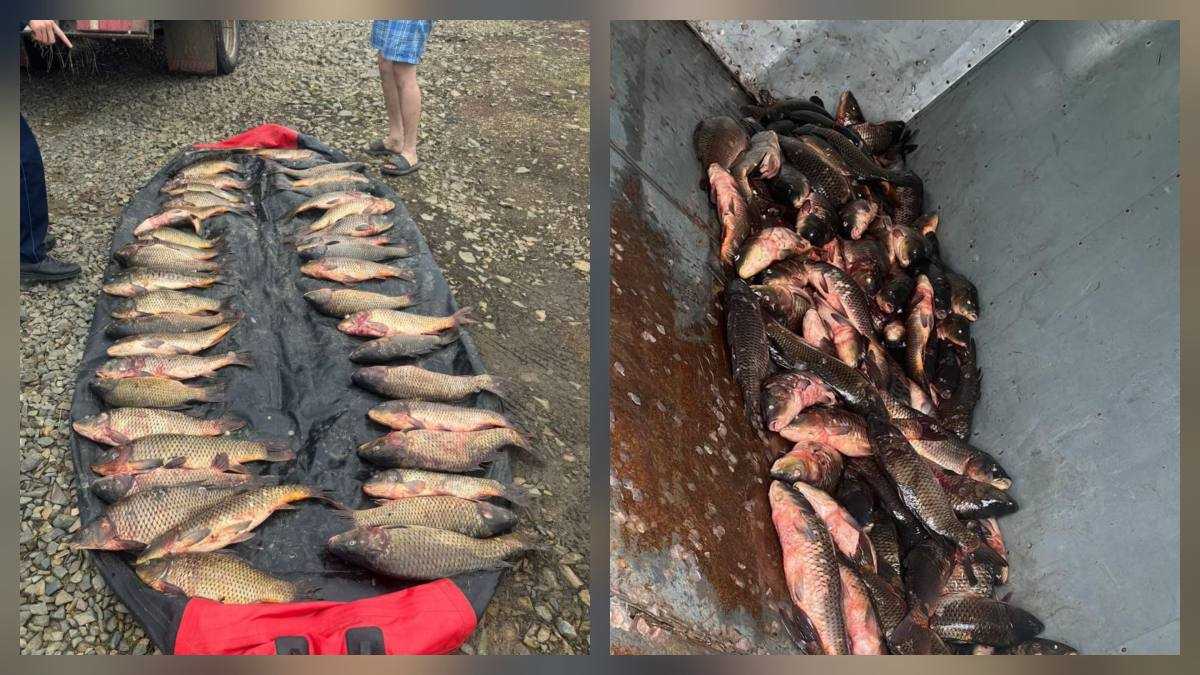 На территории Бурабайского парка задержаны браконьеры, незаконно выловившие 178 кг рыбы.