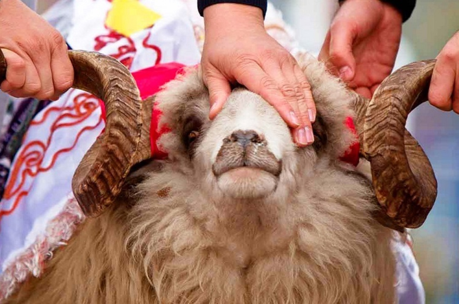 Курбан-айт 2025: Что мы знаем о жертвоприношении Курбан?