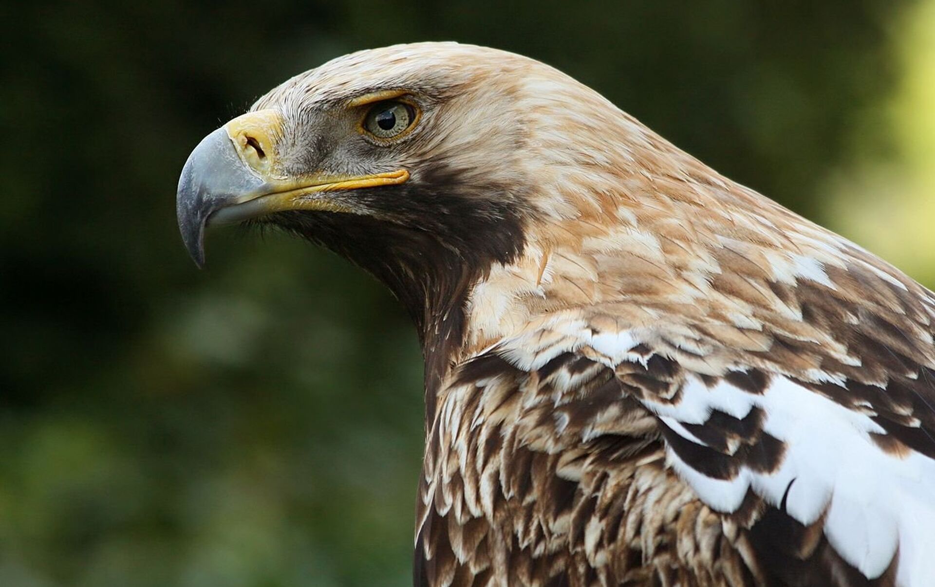 В Казахстане обнаружены птенцы очень редкого в мире хищника