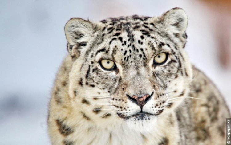 Казахстан достиг новых договоренностей по сохранению редких хищников