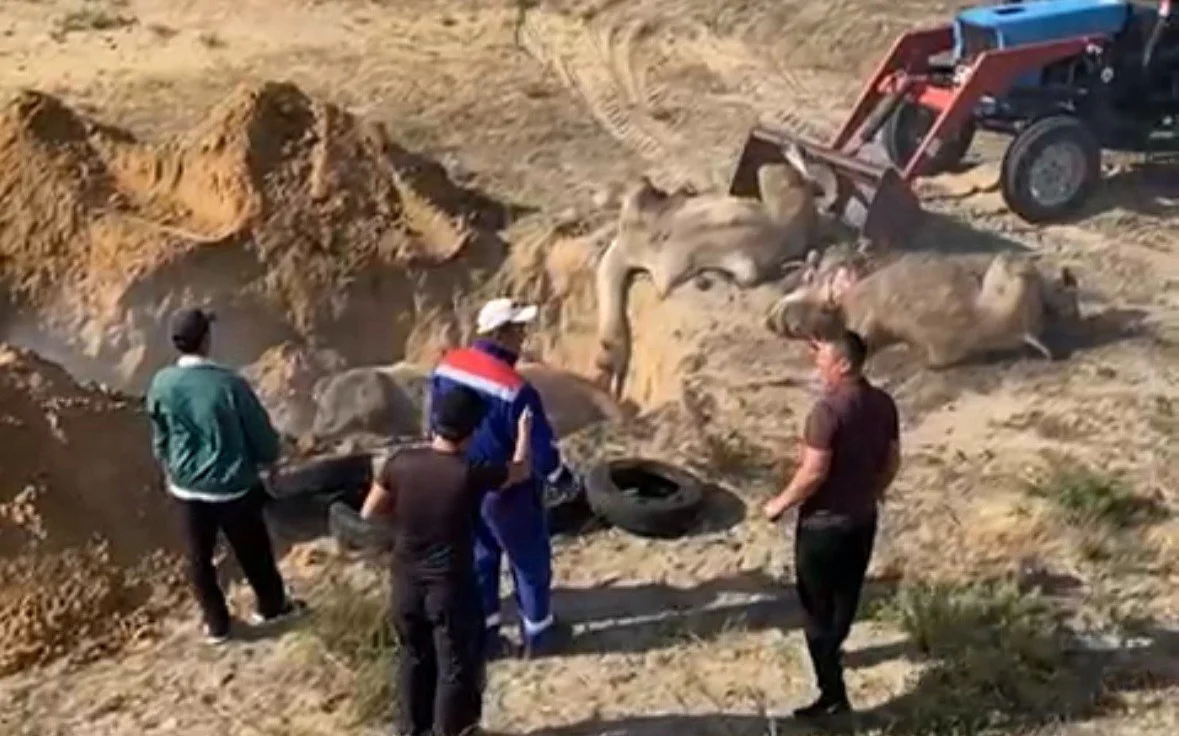 В Атырауской области от неизвестной болезни гибнут верблюды