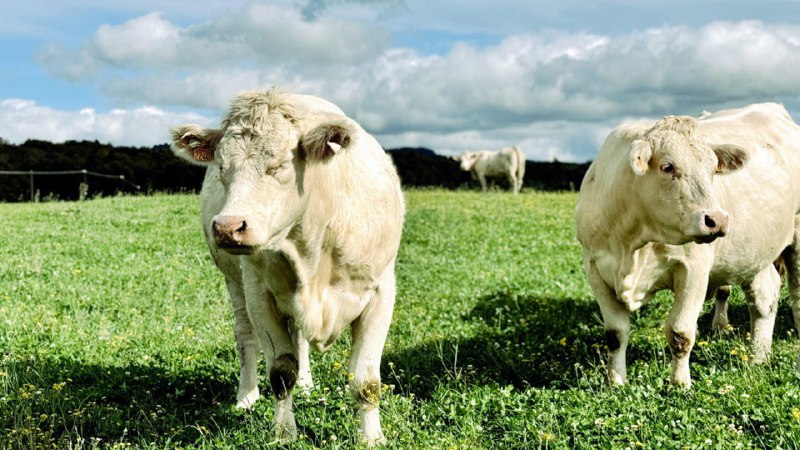 В Казахстане построено 48 новых молочных ферм – предлагается распространить опыт СКО