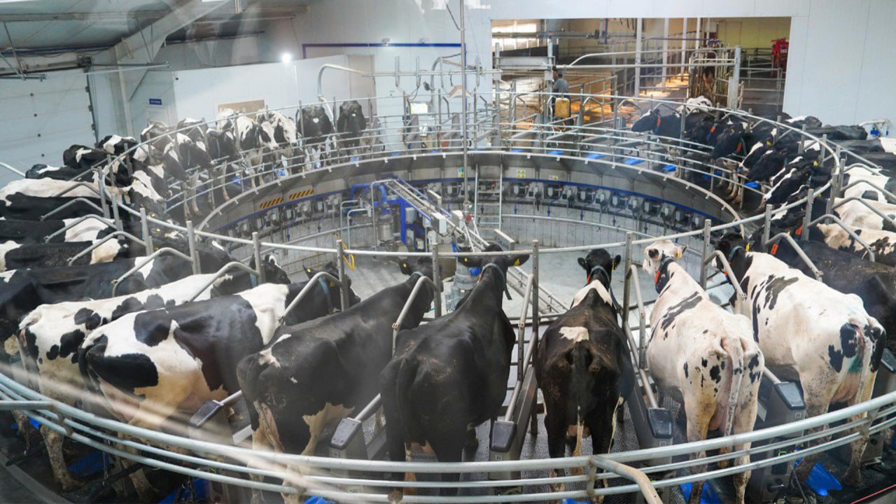 Благополучие животных и стандарты «умных ферм»: как меняется животноводство в Казахстане