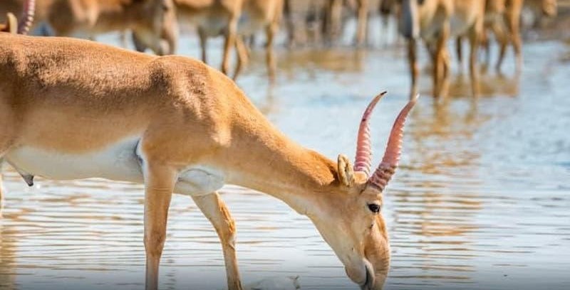 Министерство экологии сделало заявление относительно передачи сайгаков в Узбекистан