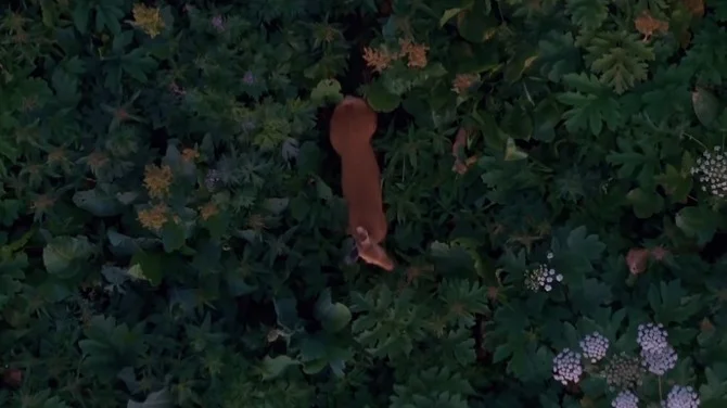 В заповеднике под Алматы на видео попал сибирский косуля