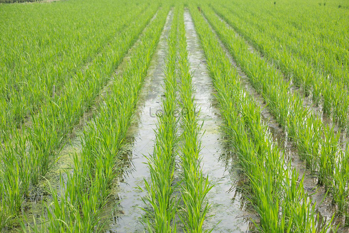 Руководители филиала «Казсушар» получили строгий выговор за чрезмерный посев влаголюбивых культур и незаконное использование воды