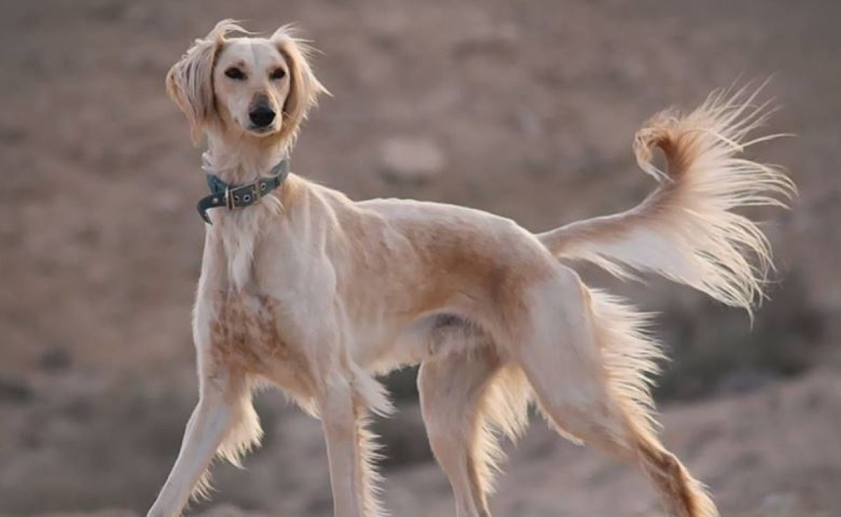 Президент Казахского союза кинологов поздравил с международными достижениями казахской борзой.
