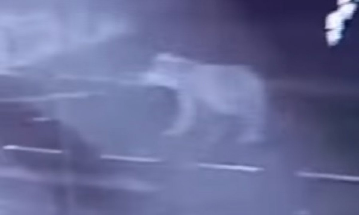 В Восточном Казахстане медведь пришел к зданию акимата