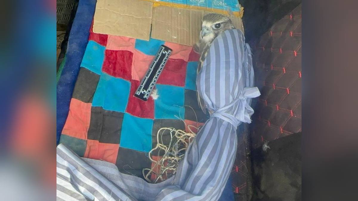 В ВКО задержан житель за незаконную перевозку кречета, занесенного в Красную книгу