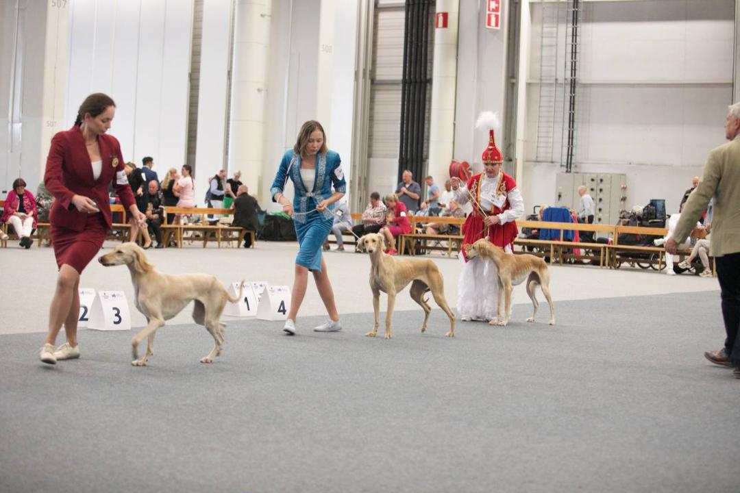 Казахская борзая впервые была представлена на мировом уровне