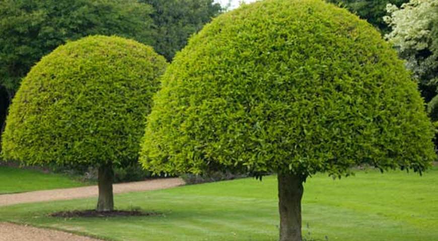 В Семее объявлен тендер на вырубку деревьев, не произрастающих в Казахстане.