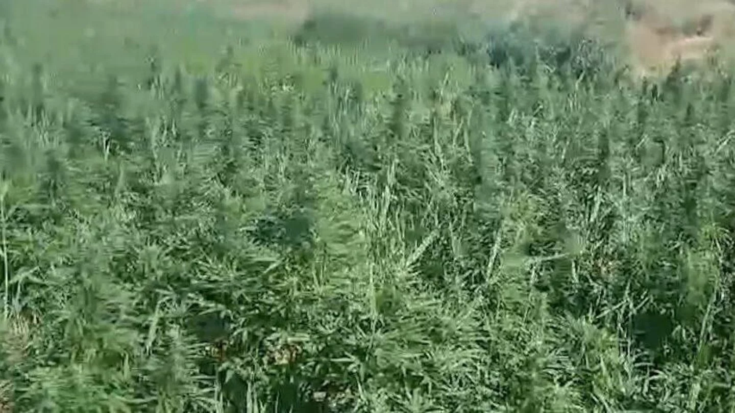 В Жамбылской области уничтожено более 2500 тонн дикорастущего солодка