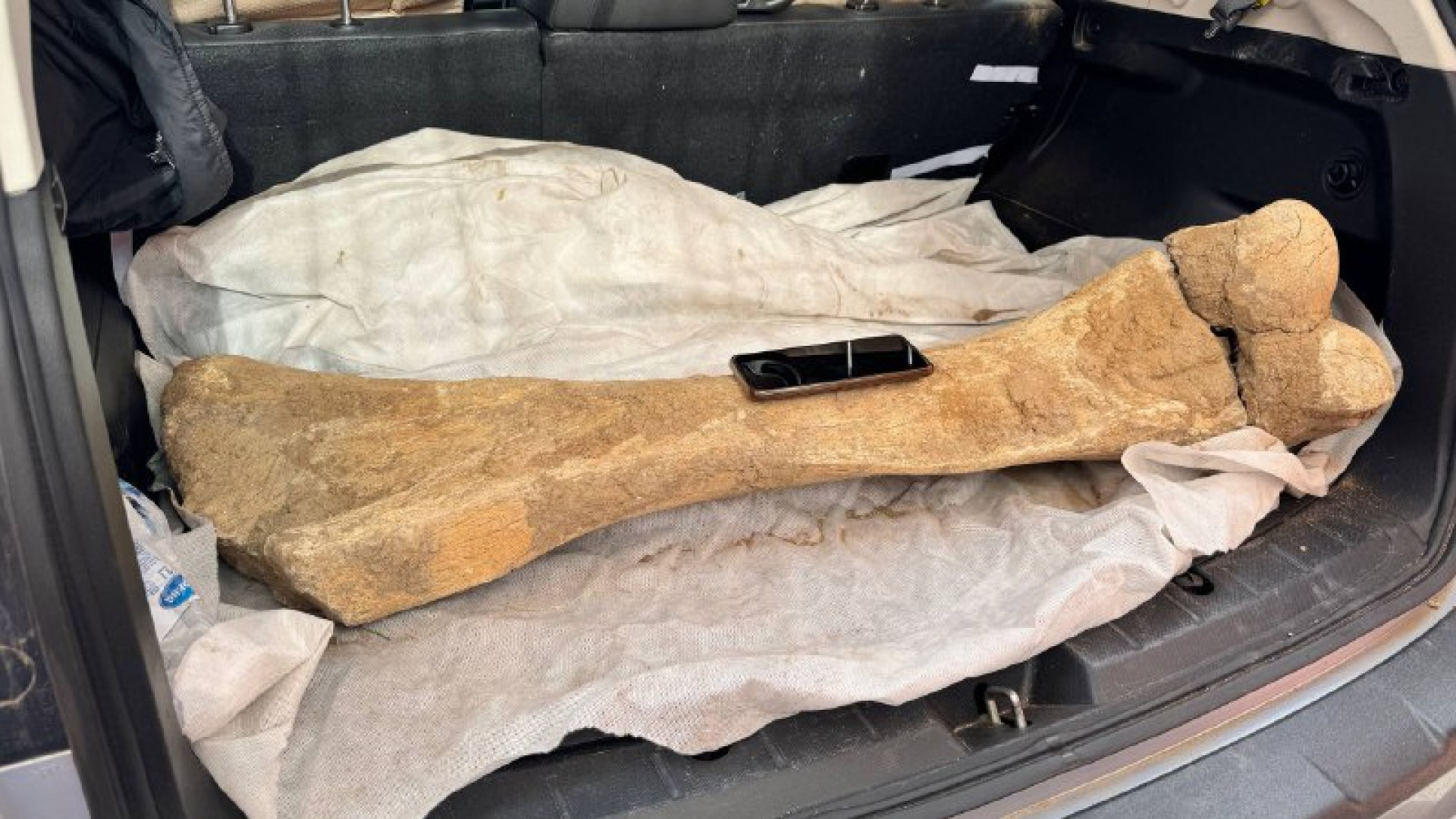 В Северном Казахстане найдены кости мамонта возрастом 15 тысяч лет