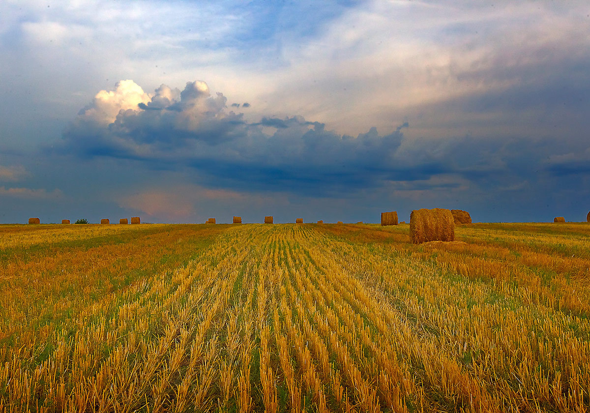 До конца сентября ожидается неблагоприятная погода для посевов.