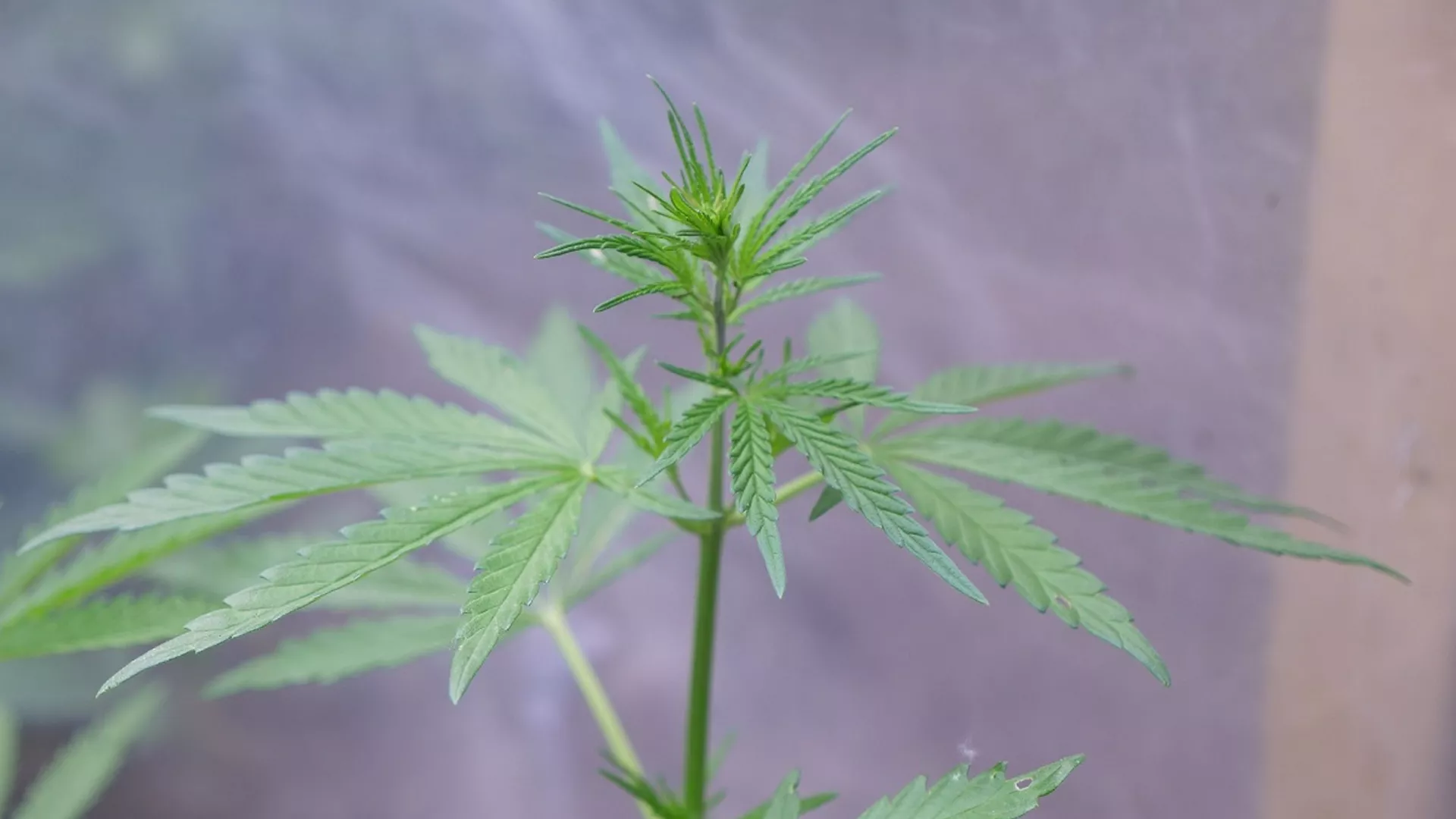 В ходе операции «Мак» было изъято 6 тонн наркотиков.