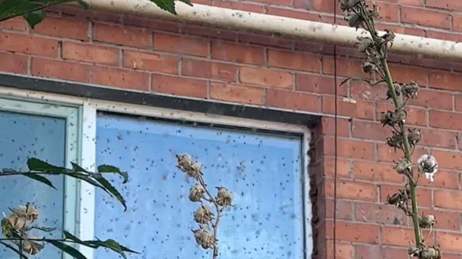 В Актобе нашествие насекомых