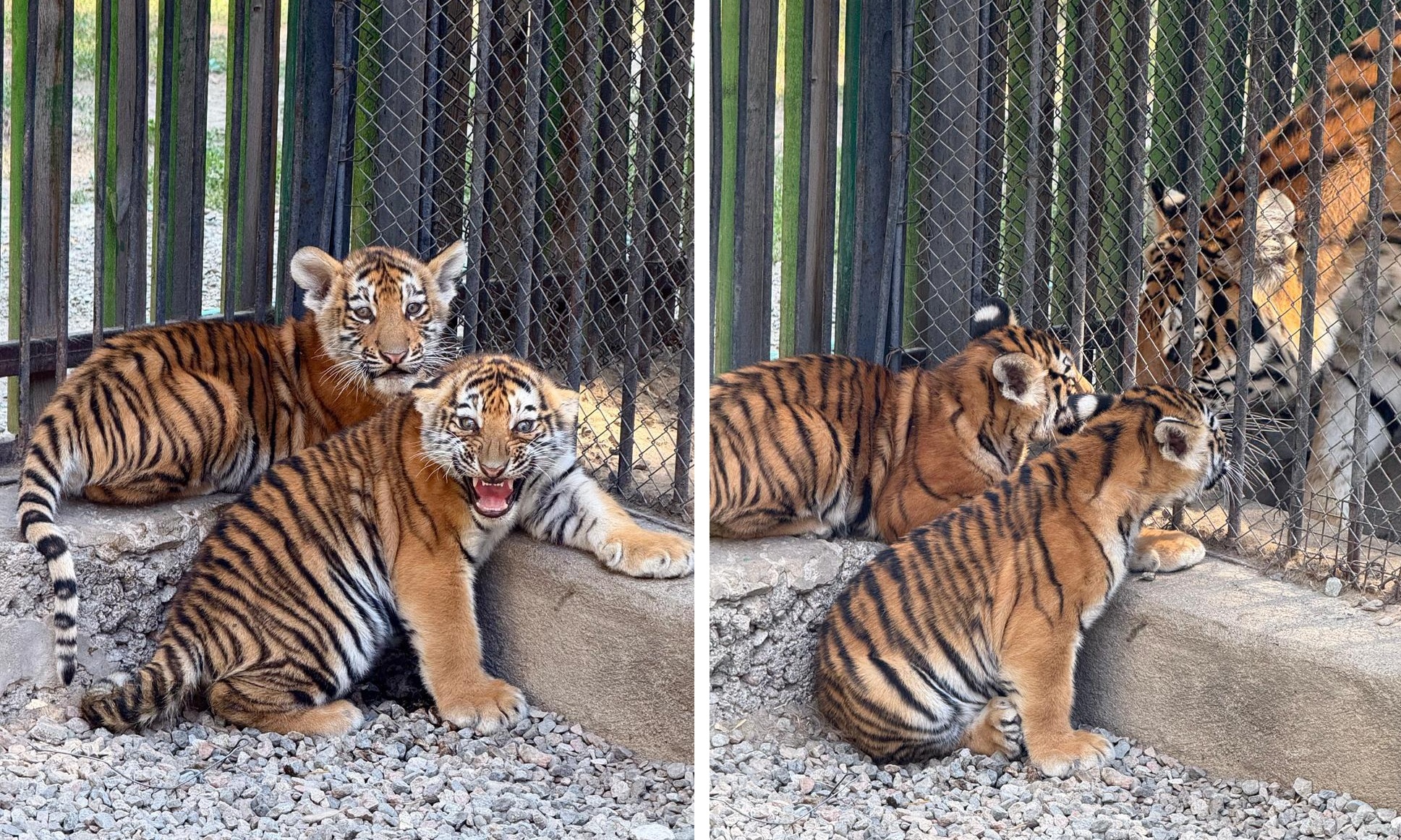 В Алматинском зоопарке родились детеныши амурского тигра
