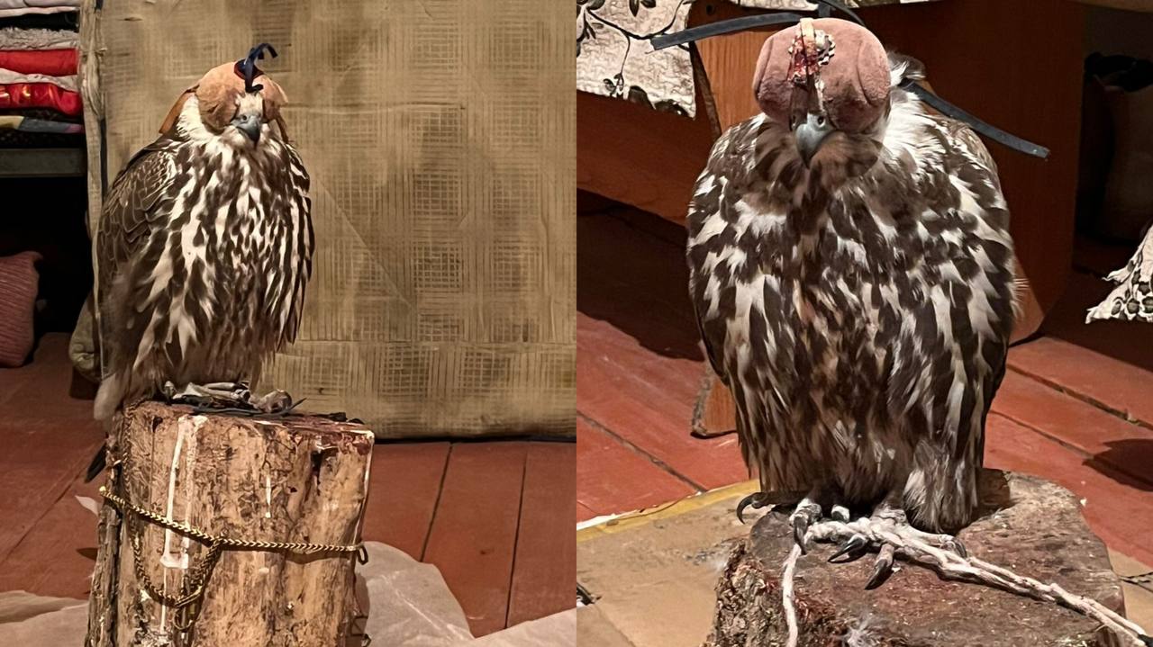 В Жетысуской области выявлен гражданин, незаконно занимавшийся отловом соколов