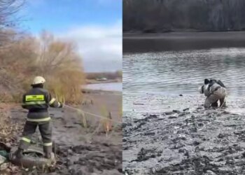Спасатели МЧС спасли ребенка, застрявшего в грязи в Уральске