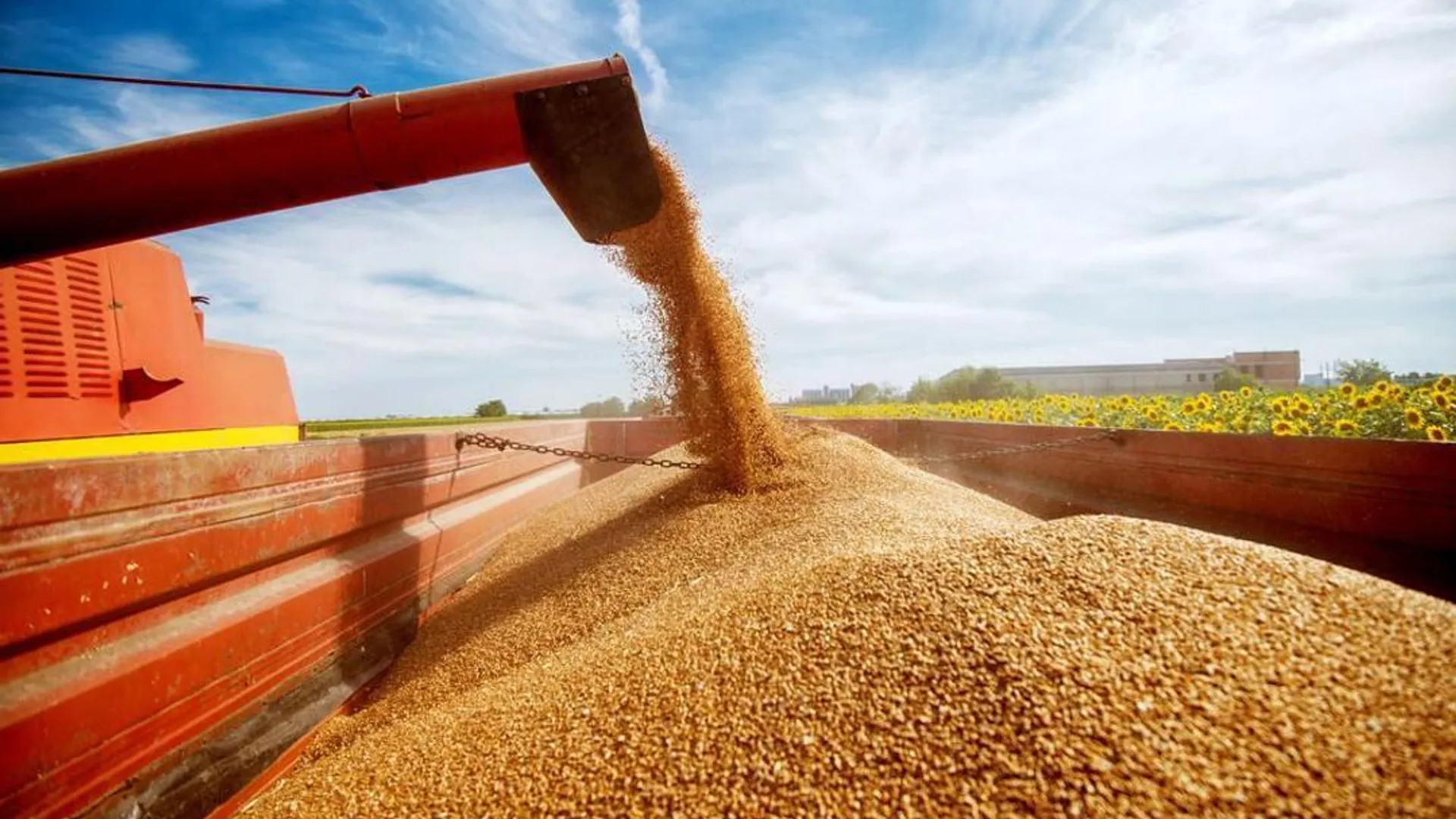 Казахстанское зерно может выйти на скандинавский рынок