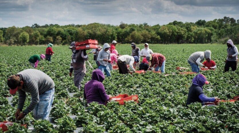 «Лучше заработать 600 тысяч дома, чем собирать клубнику за границей» – блогер