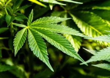 Казахстан разрешает коноплю: экономика растёт, а риски для народа?